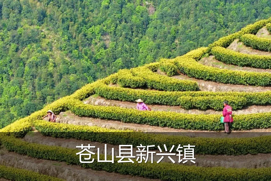 苍山县新兴镇