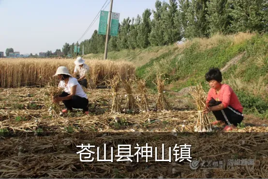 苍山县神山镇